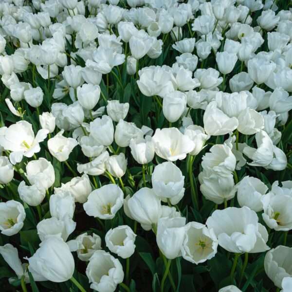 Tulip Garden Kashmir
